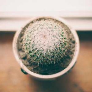 Album cover for Abracadabra by Lady Gaga